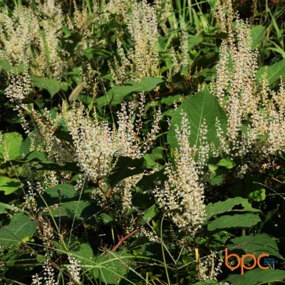 Japanese Knotweed: How to Identify and Manage This Invasive Threat in Spring